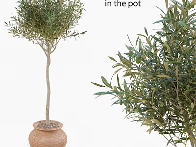 Decorative Olive Tree Plant Arrangement with Potted Greenery and Natural Foliage 3d model