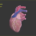 Heart Human Heart Anatomical Organs 3d model