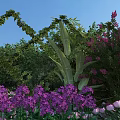 Garden Landscape With Green Vines Arch Purple Flowers Pink Roses And Tall Green Plants