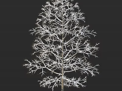 Leafless Tree with Snow Covered Branches Against Black Background 3d model