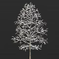 Leafless Tree with Snow Covered Branches Against Black Background
