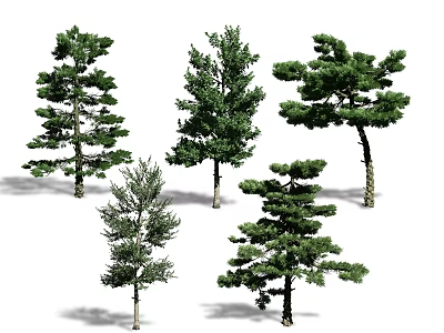 Various Green Arbor Trees With Different Crown Shapes And Natural Growth Forms 3d model