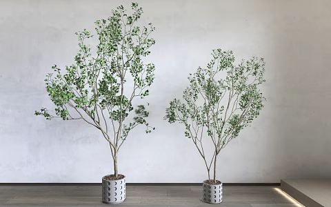 potted plant green plant ornaments bonsai 3d model