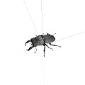 Detailed View Of Black Stag Beetle With Large Mandibles On White Background