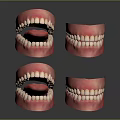 Anatomical Head Organ Models Displaying Teeth Gums And Tongue From Various Angles