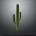 Green Spiky Cactus Plant with Multiple Branches on Dark Background and Smooth Reflection