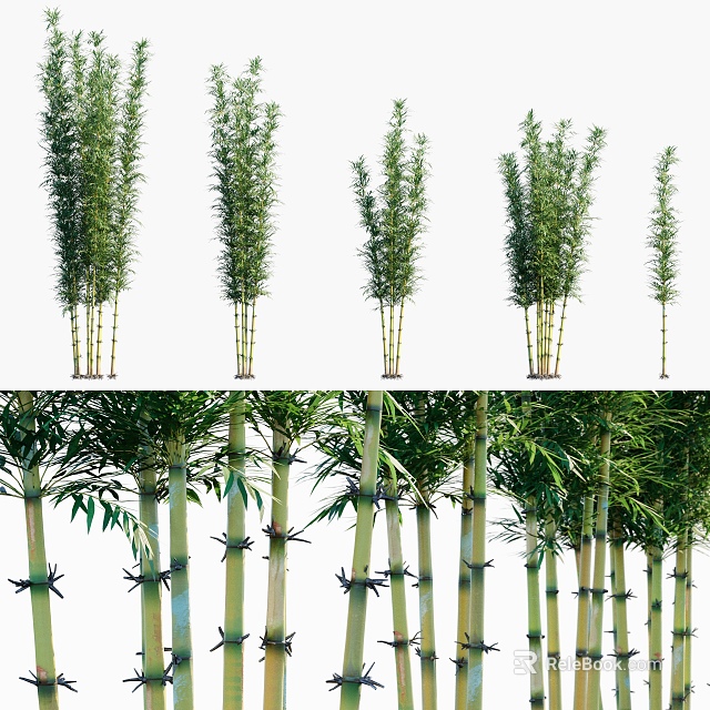 Bamboo Plants In Various Heights With Lush Green Leaves And Sturdy Stems For Landscaping 3d model 