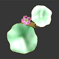 Lotus Plant With Pink Bloom Green Leaves Yellow Roots And Reflection