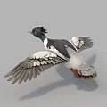 Flying Duck With Red Beak And Black White Feathers Spread Wings In Flight