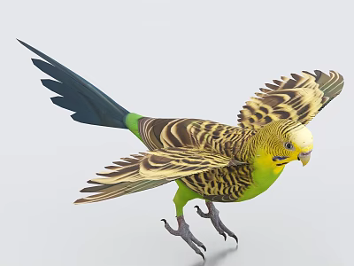 Vibrant Yellow Green Budgerigar In Mid Flight With Spread Wings And Blue Tail 3d model