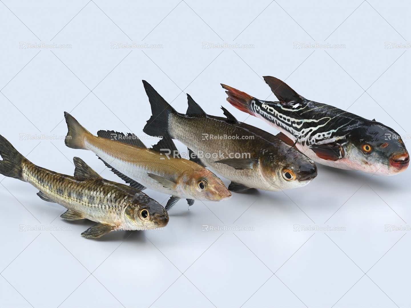 Small fish fish loach stone fish yellow girl yellow spicy diced white fish fish freshwater fish 3d model