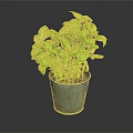 Fresh Green Basil Plant With Healthy Leaves In Gray Ceramic Pot