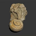 Chi chrysanthemum stone ancient fossil stone chrysanthemum fossil items 3d model