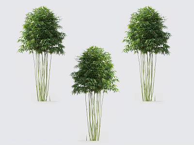 Three Green Bamboo Plants With Slender Stems And Lush Leaves 3d model