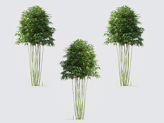 Modern bamboo 3d model