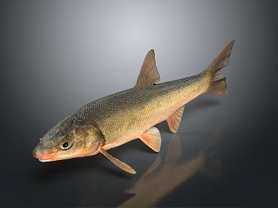 Detailed View of Light Brown Fish with Fins and Tail on Dark Reflective Background 3d model