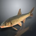 Detailed View of Light Brown Fish with Fins and Tail on Dark Reflective Background