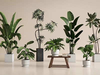 Indoor Bonsai Potted Plants With Various Green Foliage In Different Pots And Small Table 3d model