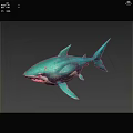 Turquoise Shark Aquatic Animal With Sharp Teeth Detailed 3D Model Design 3d model