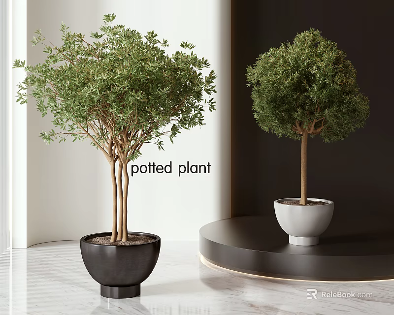 Modern Indoor Decorative Potted Plants in Black and White Pots for Home Interior 3d model 