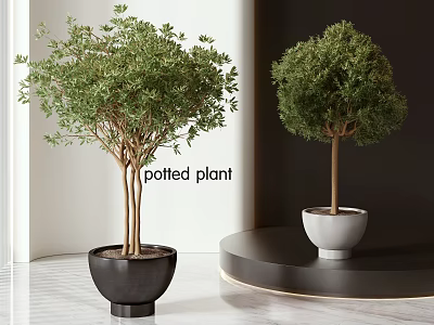 Modern Indoor Decorative Potted Plants in Black and White Pots for Home Interior 3d model