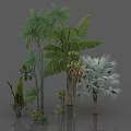 Tropical Trees Collection With Various Types Different Leaf Shapes Lush Green Foliage And Trunk Varieties