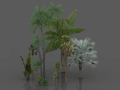Tropical Trees Collection With Various Types Different Leaf Shapes Lush Green Foliage And Trunk Varieties 3d model
