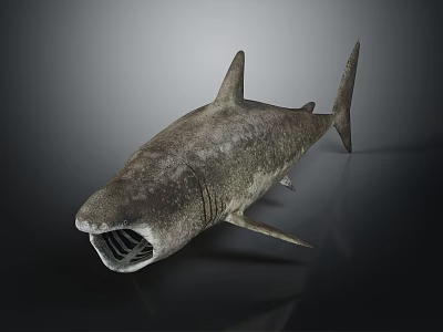 Realistic Shark 3D Model With Open Mouth And Sharp Teeth Against Dark Background 3d model