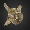 Ancient Limb Bone Fossil On Dark Background With Natural Texture And Structure 3d model
