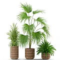 Indoor Potted Plants with Various Green Leafy Species in Woven Baskets and Planters