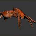 Red Crab With Shiny Shell And Extended Claws On Dark Background