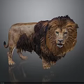 Detailed Realistic Lion With Majestic Brown Mane Standing On Dark Background