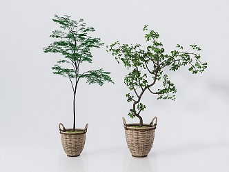 Modern Potted Plant Green Plant Bonsai 3d model