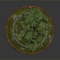 Potted Tree With Exposed Roots Green Foliage Grass Stone Surround And Circular Red Border