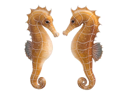 Brown Aquatic Seahorses With White Stripes Facing Each Other Curled Tails 3d model