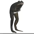 3D Model Of Aquatic Animal Frog Showing Realistic Body Structure And Long Legs