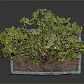 Green Leaf Bonsai Plant with Curved Trunk in Blue Square Ceramic Pot on Dark Background
