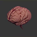 Detailed 3D Medical Device Brain Model For Anatomical Study And Education