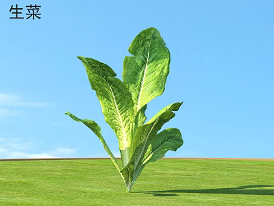 Fresh Green Lettuce Plant Standing On Lush Grass Under Clear Blue Sky 3d model