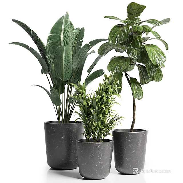 Bonsai Potted Plants With Large Leaves And Small Foliage In Grey Planters For Indoor Decor 3d model 