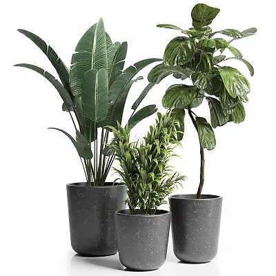 Bonsai Potted Plants With Large Leaves And Small Foliage In Grey Planters For Indoor Decor 3d model