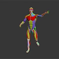Colorful 3D Human Limb Muscle Anatomy Model Displaying Muscular Tissues And Anatomical Structures