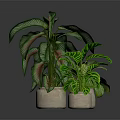 Decorative Indoor Potted Plants with Green and Red Variegated Leaves in Ceramic Pots