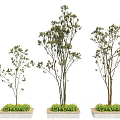 Decorative Tree Planters With Various Height Trees And Green Plant Base Design 3d model
