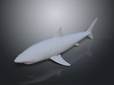 Realistic White Shark Model Featuring Smooth Surface on Dark Background with Reflection 3d model
