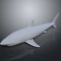 Realistic White Shark Model Featuring Smooth Surface on Dark Background with Reflection