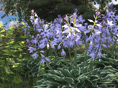 Stunning Purple Flowers Growing In Garden With Green Leaves And Lush Foliage 3d model
