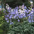 Stunning Purple Flowers Growing In Garden With Green Leaves And Lush Foliage