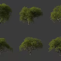 Various Shaped Arbor Trees in Different Design Variations on Gray Background 3d model