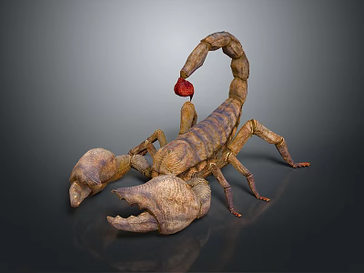 Realistic Scorpion With Brown Body Large Pincers And Reddish Curved Tail On Gray Background 3d model